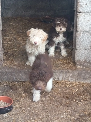 Lagotto romagnolo  - imagine 3