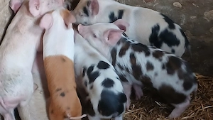 purcei oferta210 lei