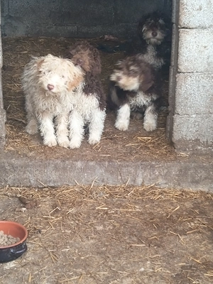 Lagotto romagnolo  - imagine 4