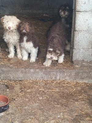 Lagotto romagnolo  - imagine 5