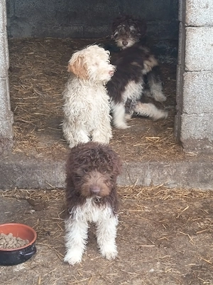 Lagotto romagnolo 