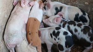 soldani si purcei 220 lei - imagine 4