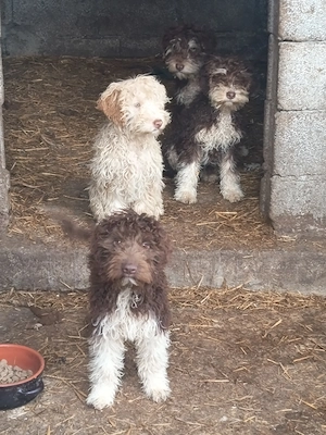 Lagotto romagnolo  - imagine 2