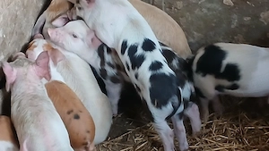 soldani si purcei 220 lei - imagine 3