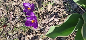 Vand teren de casa in Gorj la 5 Km de Tg-jiu, gaze, curent, apa, canal, asfalt, cadastru