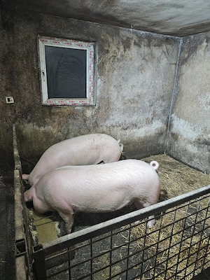 Vând Porci 160 - 170 kg