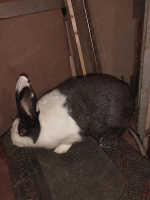 iepuri hycole francez mascul 