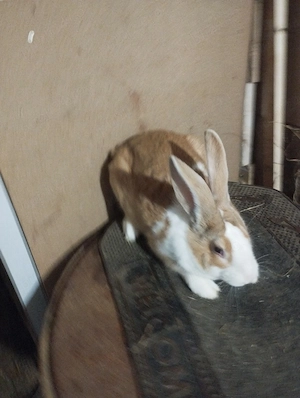 iepuri hycole francez mascul  - imagine 2