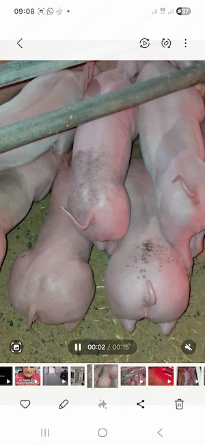 De vanzare purcei Pietran cu Landras si si Pic cu Pietran  - imagine 4