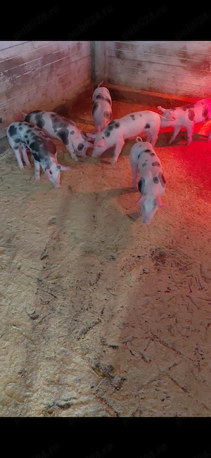 De vanzare purcei Pietran cu Landras si si Pic cu Pietran  - imagine 2