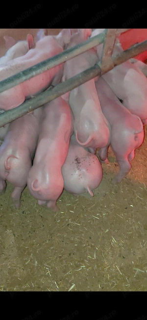 De vanzare purcei Pietran cu Landras si si Pic cu Pietran  - imagine 3