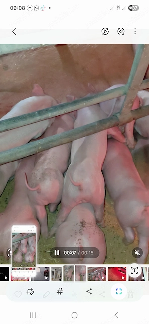 De vanzare purcei Pietran cu Landras si si Pic cu Pietran  - imagine 5