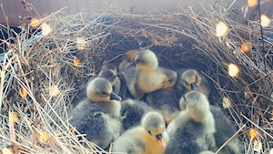 Boboci de vanzare sau gaste de vanzare - imagine 2