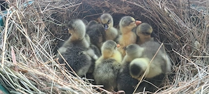 Boboci de vanzare sau gaste de vanzare - imagine 4