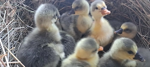 Boboci de vanzare sau gaste de vanzare - imagine 3