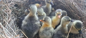 Boboci de vanzare sau gaste de vanzare - imagine 5