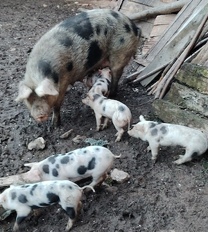 Vând scroafă fătată 