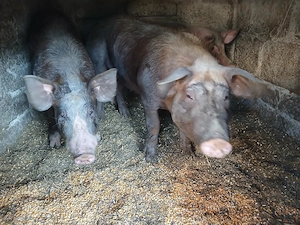 Vănd porci  - imagine 2