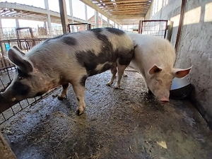 Vănd porci  - imagine 5