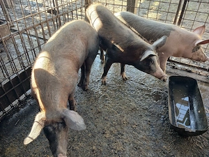 Vănd porci  - imagine 4