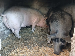 Vănd porci  - imagine 3