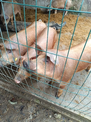 vand porci  - imagine 2