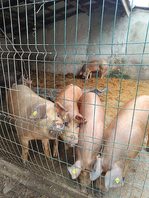 vand porci  - imagine 3