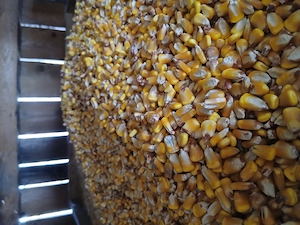 Disponibil porumb bombe sau știuleți 