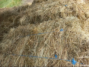 Vand baloti fan 2025