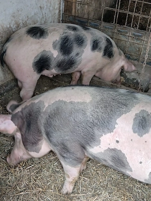 vând doi porci castrati  