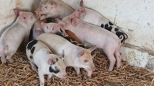 purcei oferta210 lei