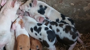 soldani si purcei 220 lei - imagine 6