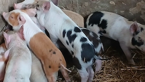 soldani si purcei 220 lei - imagine 8