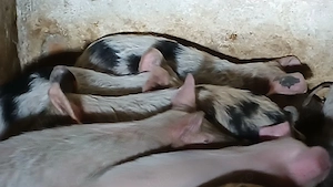 soldani si purcei 220 lei - imagine 7