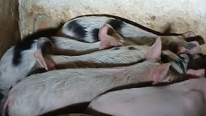 soldani si purcei 220 lei - imagine 9