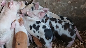 soldani si purcei 220 lei - imagine 5