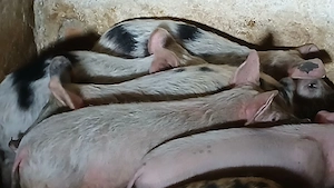 soldani si purcei 220 lei - imagine 2