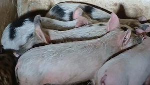 soldani si purcei 220 lei