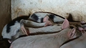 soldani si purcei 220 lei - imagine 10