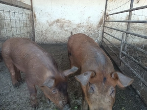 vând doi grăsuni de 40-50 kg.