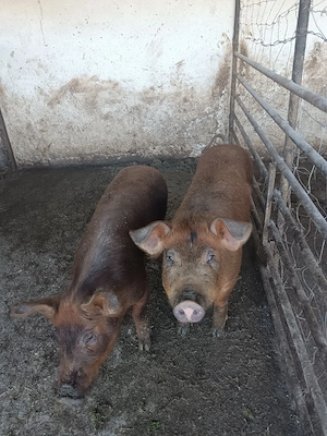 vând doi grăsuni de 40-50 kg. - imagine 4