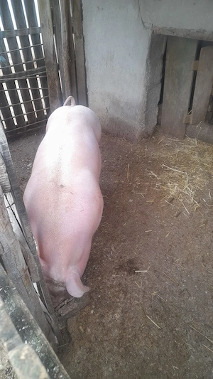 Porc de țară rasă de carne - imagine 2