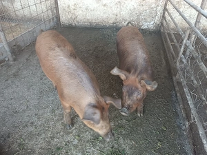 vând doi grăsuni de 40-50 kg. - imagine 2
