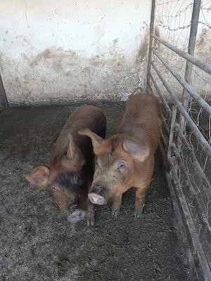 vând doi grăsuni de 40-50 kg. - imagine 3