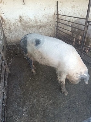 vând două scroafe la a doua fătare 