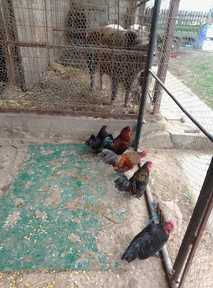 Cocoșei pitici serama - imagine 4