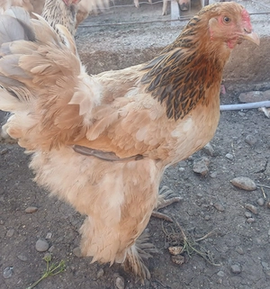 De vânzare Cocosi și găini Brahma  - imagine 2