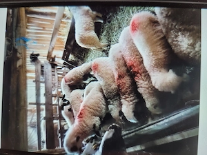 Vând mei pentru Paște 