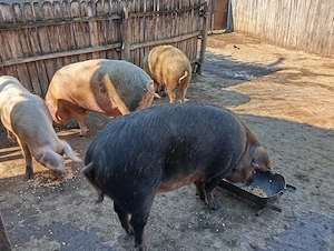 Porci Mari de Țară.