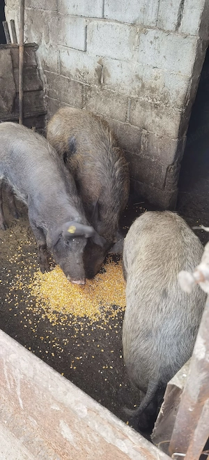 Porci mix Mangalita Pietran  - imagine 3